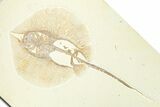 Fossil Stingray (Heliobatis) with Fish - Huge For Species #360539-2